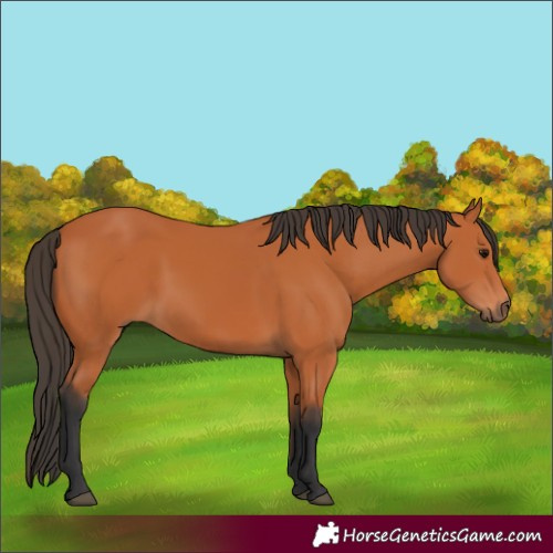 Horse Color:Bay 