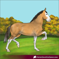 Horse Color:Buckskin Splash