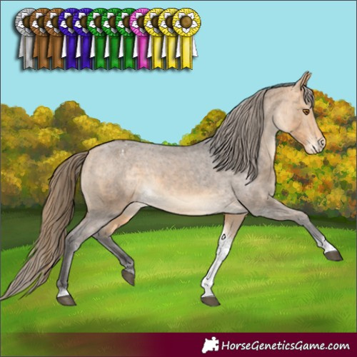 Horse Color:Buckskin Tobiano Appaloosa
