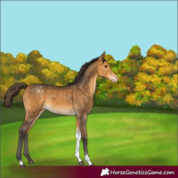 Horse Color:Buckskin Tobiano Appaloosa