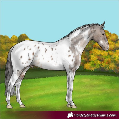 Horse Color:White Spotted Brown Dun Tobiano Appaloosa 