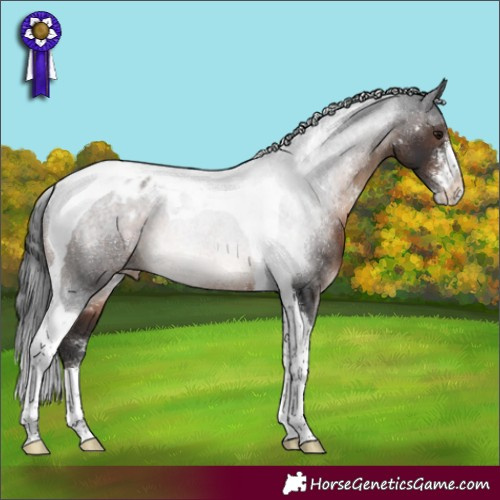 Horse Color:Brown Sabino Tobiano Appaloosa 