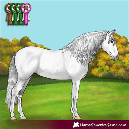 Horse Color:Gray Brown Tobiano Appaloosa Rabicano 