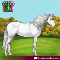 Horse Color:Gray Brown Tobiano Appaloosa Rabicano 