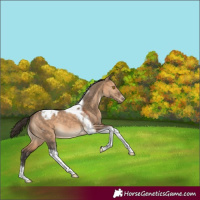 Horse Color:Brown Dun Sabino Tobiano Appaloosa