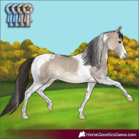 Horse Color:Bay Dun Sabino Tobiano Appaloosa 