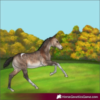 Horse Color:Brown Dun Tobiano Appaloosa Brindle 