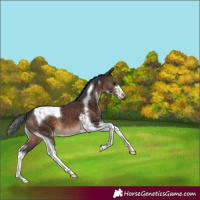 Horse Color:Brown Sabino Tobiano Appaloosa 