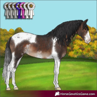 Horse Color:Brown Sabino Tobiano Appaloosa 
