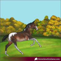Horse Color:Brown Sabino Tobiano Varnish 