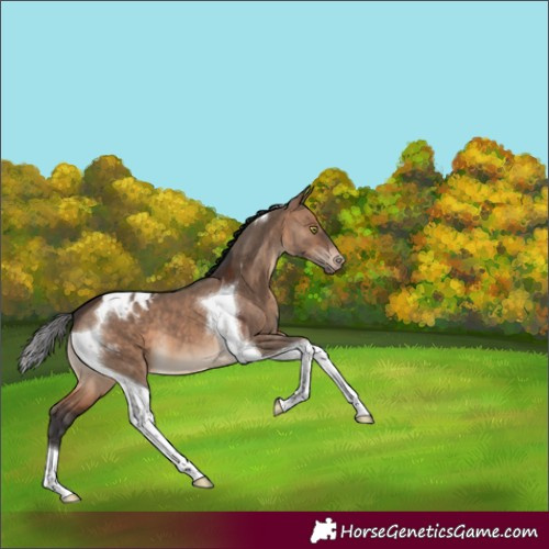 Horse Color:Brown Dun Tobiano Appaloosa