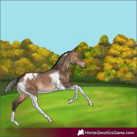 Horse Color:Brown Dun Tobiano Blanket 