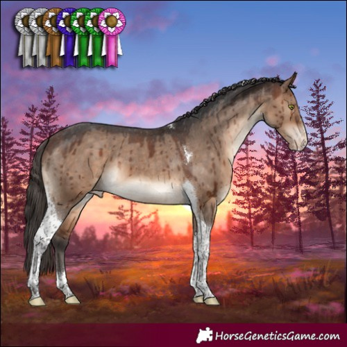 Horse Color:Bay Dun Sabino Tobiano Appaloosa Brindle 
