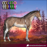 Horse Color:Bay Dun Sabino Tobiano Appaloosa Brindle 