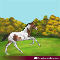 Horse Color:Brown Tobiano Varnish 