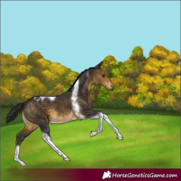 Horse Color:Buckskin Tobiano Appaloosa