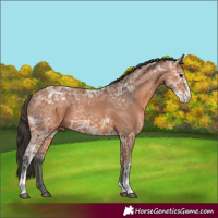 Horse Color:Bay Ice Sabino