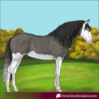 Horse Color:Grullo Splash 