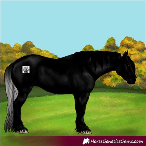 Horse Color:Void Silver Bay Dun Splash Brindle 