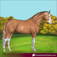 Horse Color:Chestnut Splash 