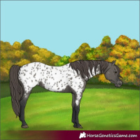Horse Color:Unknown 