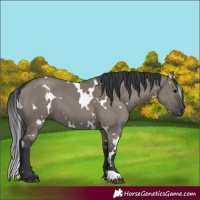 Horse Color:White Spotted Grullo