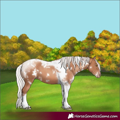 Horse Color:White Spotted Silver Sable Champagne Tobiano 