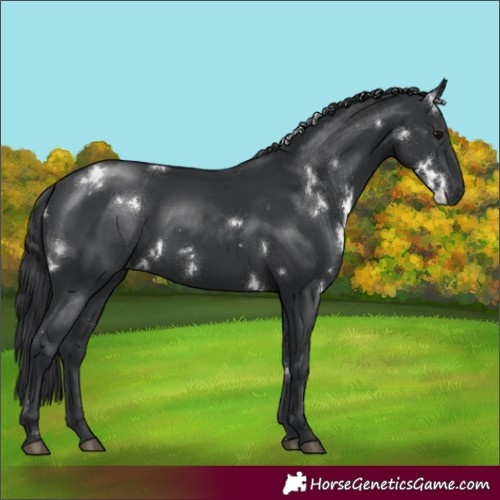 Horse Color:White Spotted Black Rabicano 