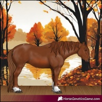 Horse Color:Chestnut Tobiano 