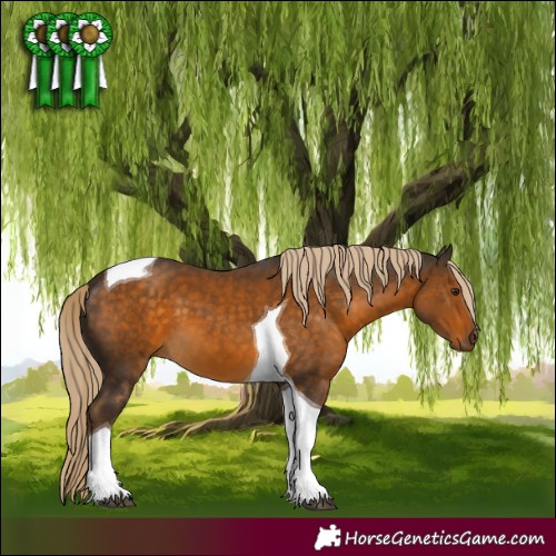 Horse Color:Chocolate Palomino Tobiano 