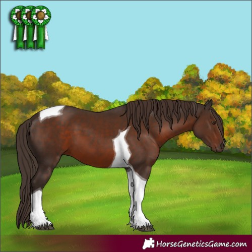 Horse Color:Liver Chestnut Tobiano 