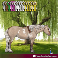 Horse Color:White Spotted Silver Bay Dun Tobiano