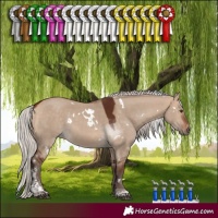 Horse Color:White Spotted Silver Bay Dun Tobiano
