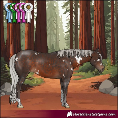 Horse Color:White Spotted Silver Brown Tobiano 