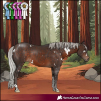 Horse Color:White Spotted Silver Brown Tobiano 