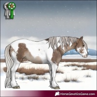 Horse Color:Silver Brown Dun Sabino Tobiano