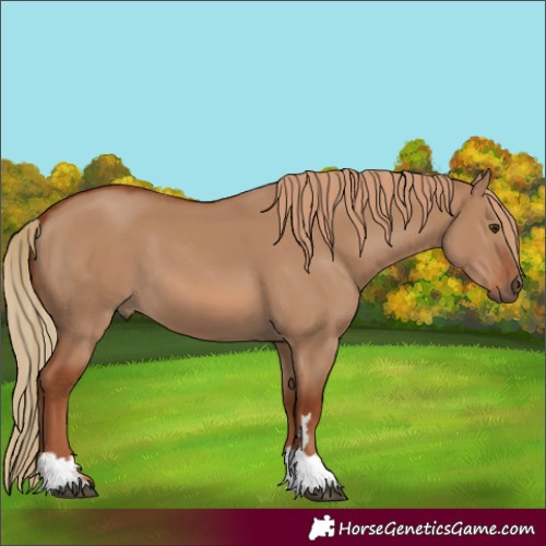 Horse Color:Red Dun 