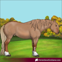 Horse Color:Red Dun 