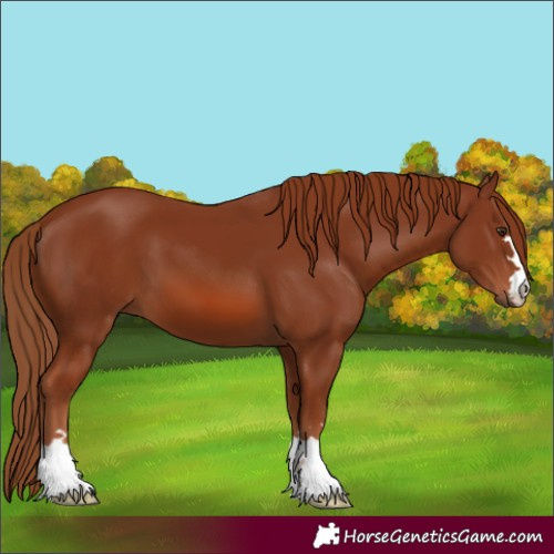 Horse Color:Chestnut 