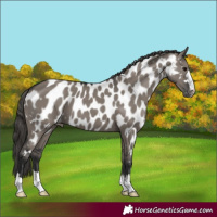Horse Color:Grullo Appaloosa 