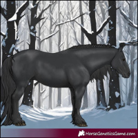 Horse Color:Black 