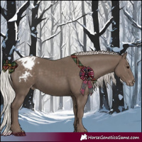 Horse Color:Silver Black Appaloosa 