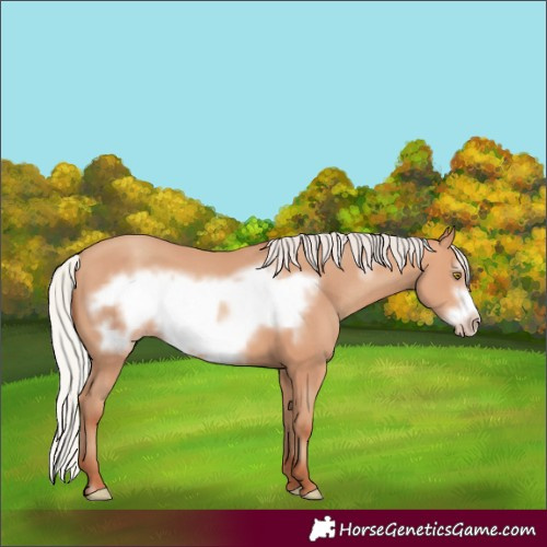 Horse Color:Silver Amber Champagne Frame 