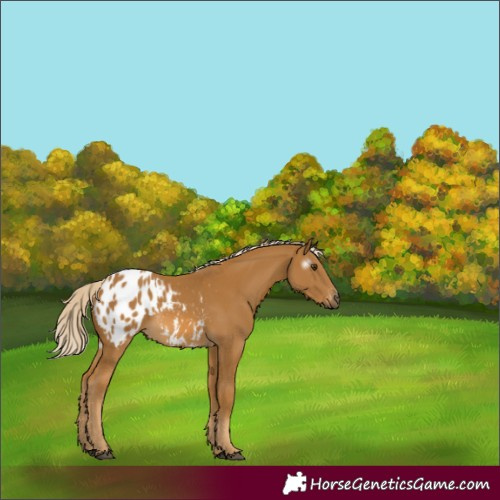 Horse Color:Gray Palomino Appaloosa 