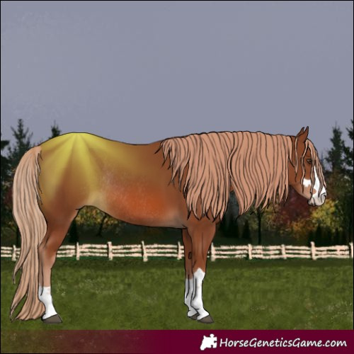 Horse Color:Chestnut Rabicano 