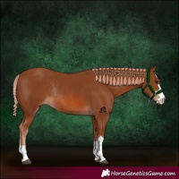 Horse Color:Chestnut Rabicano 