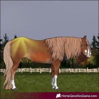Horse Color:Chestnut Rabicano