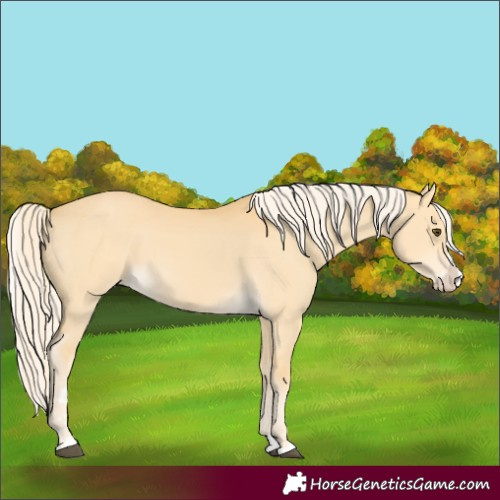 Horse Color:Palomino Dun Splash