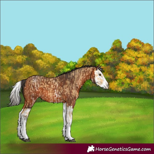 Horse Color:White Spotted Buckskin Dun  and Bay Splash 