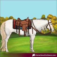Horse Color:Buckskin Roan Pearl  and Silver Buckskin Roan Pearl 